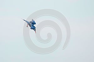 Whiskered Tern in Flight Chlidonias hybridus