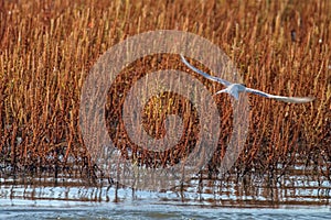 Whiskered Tern in Flight Chlidonias hybridus