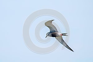 Whiskered Tern in Flight Chlidonias hybridus