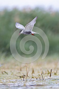 Whiskered tern in flight fishing in the lagoon