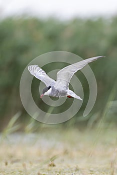 Whiskered tern in flight fishing in the lagoon