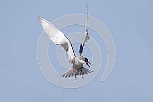 Whiskered tern in flight with open wings