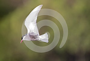 Whiskered tern in flight with open wings
