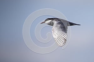 Whiskered tern in flight with open wings