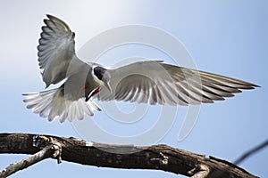 Whiskered tern in flight with open wings