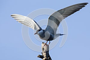Whiskered tern in flight with open wings