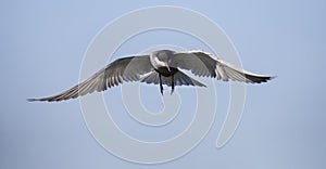 Whiskered tern in flight with open wings