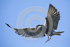 Whiskered tern in flight with open wings