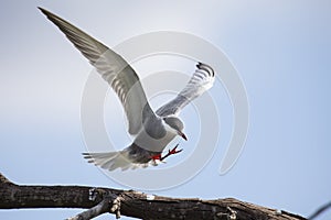 Whiskered tern in flight with open wings