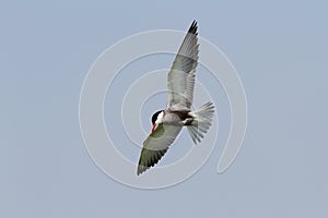 Whiskered tern in flight