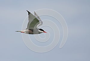 Whiskered Tern flying