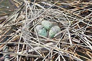 Whiskered Tern nest with eggs (Chlidonias hybrida)