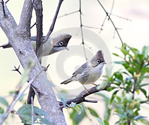 Whiskered yuhina