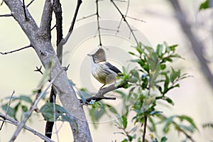 Whiskered yuhina