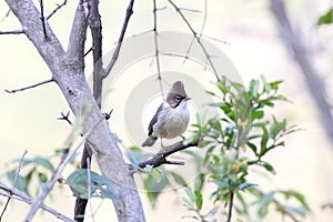 Whiskered yuhina