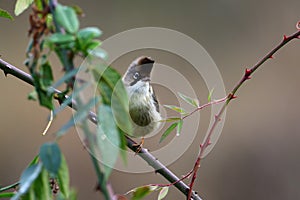 Whiskered Yuhina