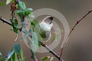 Whiskered Yuhina