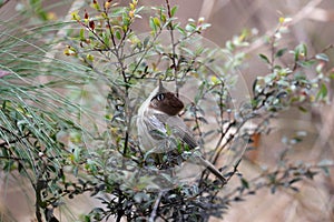 Whiskered yuhina