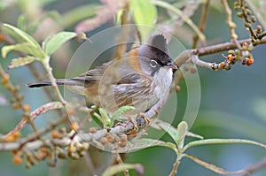 Whiskered Yuhina Yuhina flavicollis Birds of Thailand