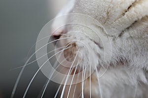 Whiskers