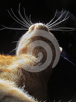 Whiskers Aglow
