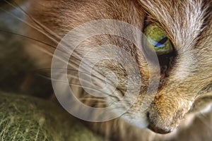 Whiskers and green eye of a Siberian adult cat.
