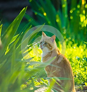 Whiskers and Whimsy: Playful Orange House Cat in the Garden