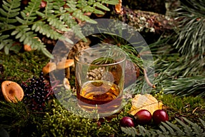 Whiskey glass among a wild natural background of green moss, mushrooms, and fern leaves. Advertising image of alcohol drink