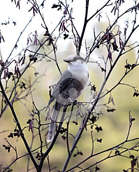 Whiskey Jack   Perisoreus canadensis in a tree