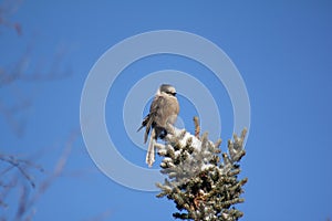 Whisky Jack in a Pine Tree