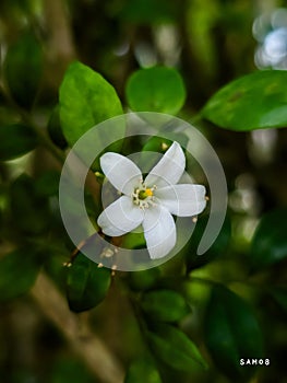 Whisper of Fallen Star