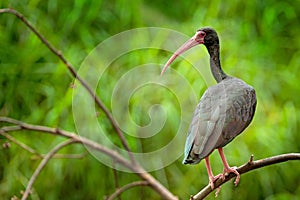 Whispering Ibis, Phimosus infuscatus, dark bird sitting on the branch in nature habitat, Santuario de Fauna, Colombia. black bird