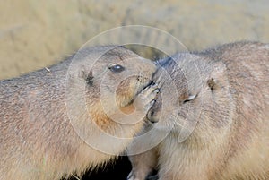 Whispering Prairie Dogs (Cynomys gunnisoni)