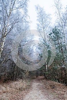 Whispering Winter: Trail Through Frosted Birches