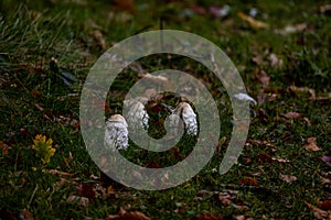 Whispering Woods: Copse of Shaggy Ink Cap Mushrooms on an Autumn Floor
