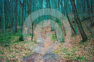 Whispering Woods: A Leaf-Strewn Path photo