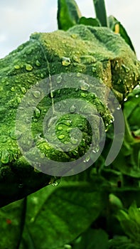 Whispers of dew on a leaf