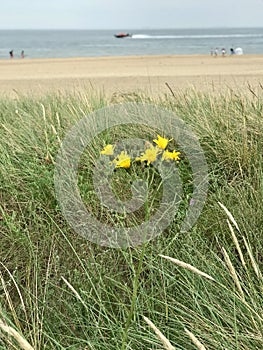 Whispers of the Dunes: Floral Accents on Hel Peninsula