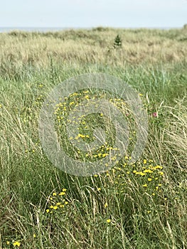 Whispers of the Dunes: Floral Accents on Hel Peninsula, Poland