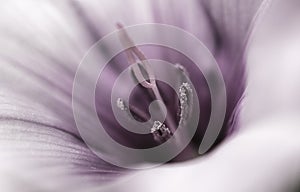 Whispers of Elegance: Purple Campanula Close-up photo