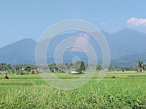 Whispers of the Green Mountains