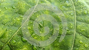 Whispers of morning dew