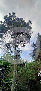 Whispers of the Pine Forest