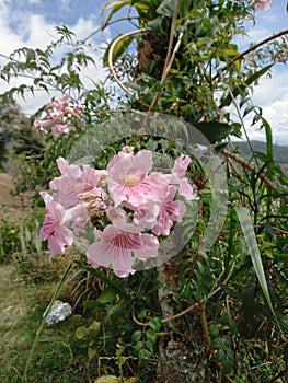 whispers of pink the enchanting tendrils of podranea ricasoliana