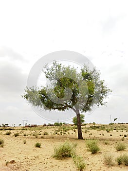 Whispers of Solitude Tharparkar's Desert Tree