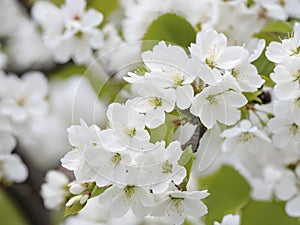 Whispers of Spring. Capturing the Beauty of White Flowering Cherry Trees