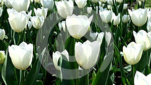 Whispers of spring, field of white tulips
