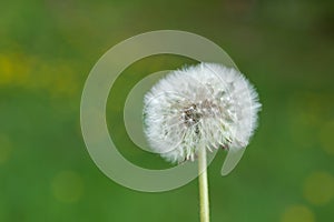 Whispers of Spring: Fluffy White Dandelion in Nature