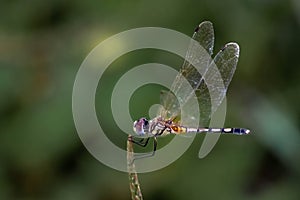 Whispers of Summer: Closeup of a Beautiful Dragonfly on a Plant