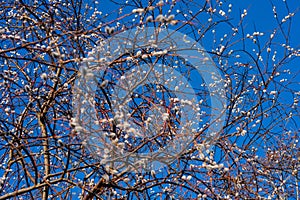 Whispers of the Wind: Salix Caprea Against the Blue Canvas, Pupoli